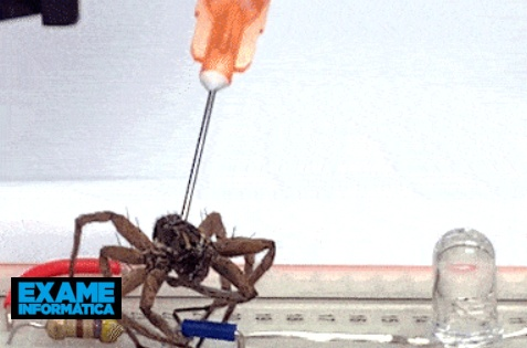 Les enquêteurs créent des nécrobots à partir de cadavres d'araignées